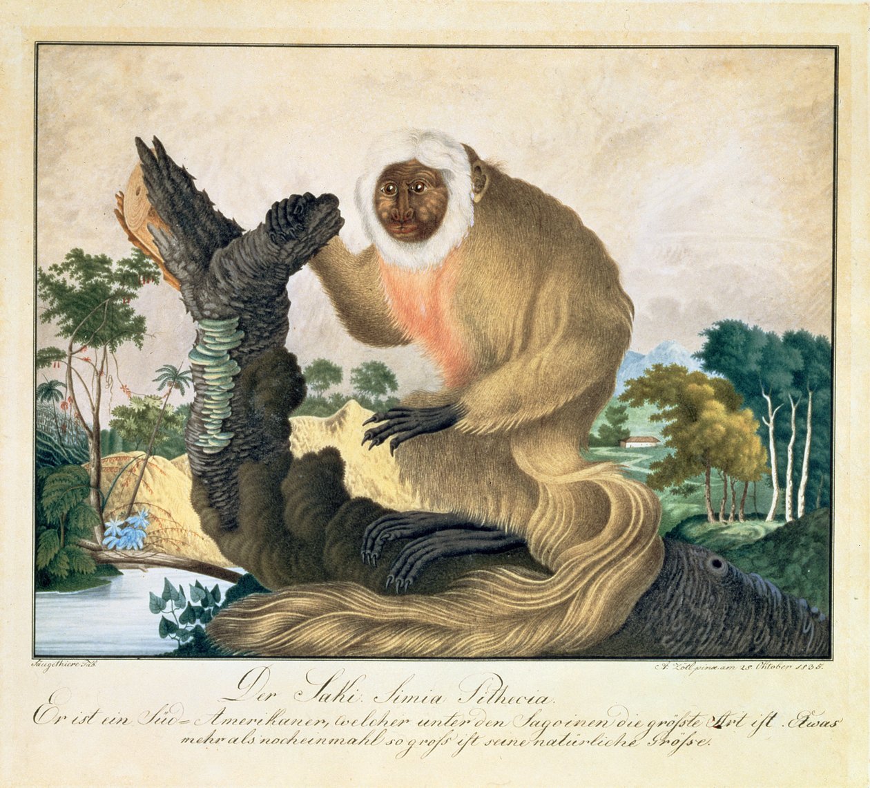 Saki Maymunu, 1835 by Aloys Zötl