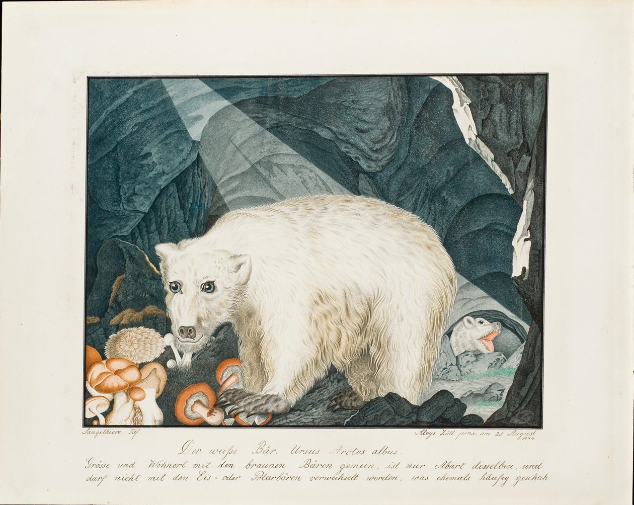Beyaz Ayı, 1844 by Aloys Zötl