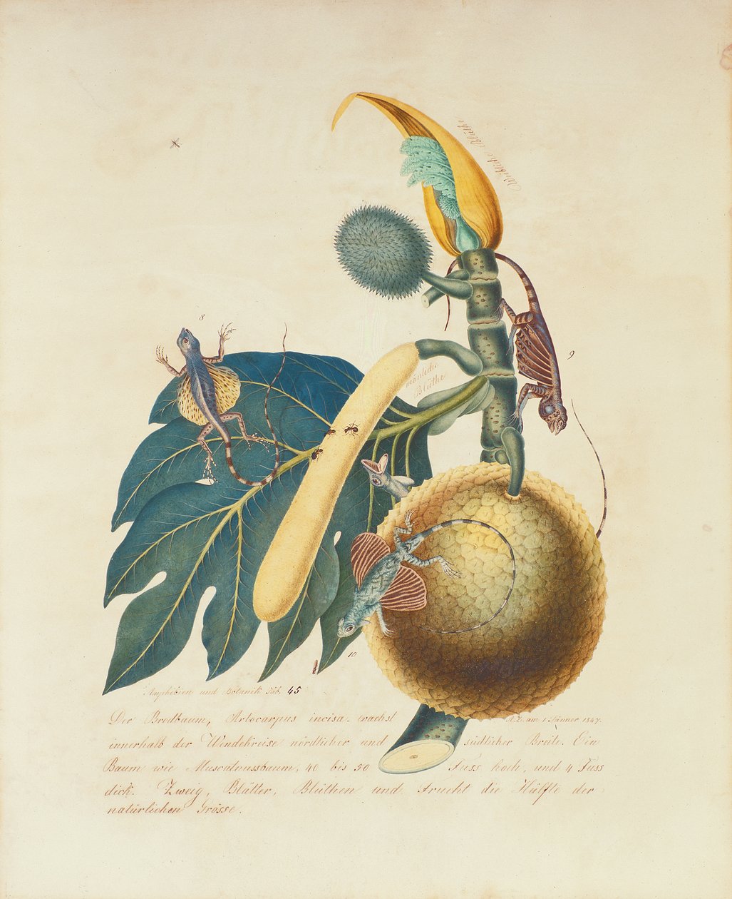 Der Broadbaum..., 1847 (kağıt üzerinde wc) by Aloys Zötl
