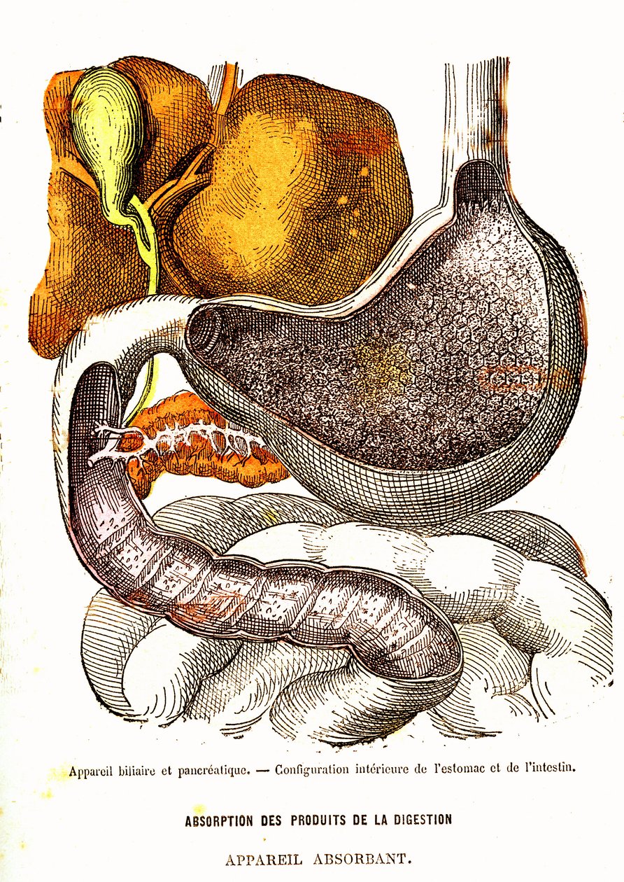 Biliyer ve Pankreas Sistemi - Normal Yaşam ve Sağlık, J. Rengade-Çizim, A. Demarle 1881 by Alphonse Demarle