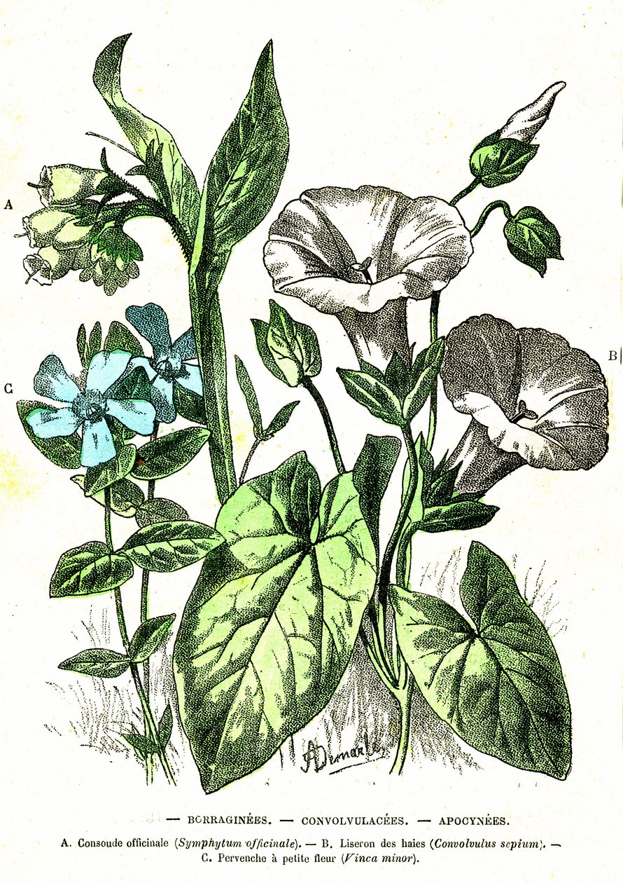 Borraginees, Convolvulacees, Apocynees: Doğal Yaratılış ve Canlılar. A. Demarle'ın çizimi. 1885 by Alphonse Demarle