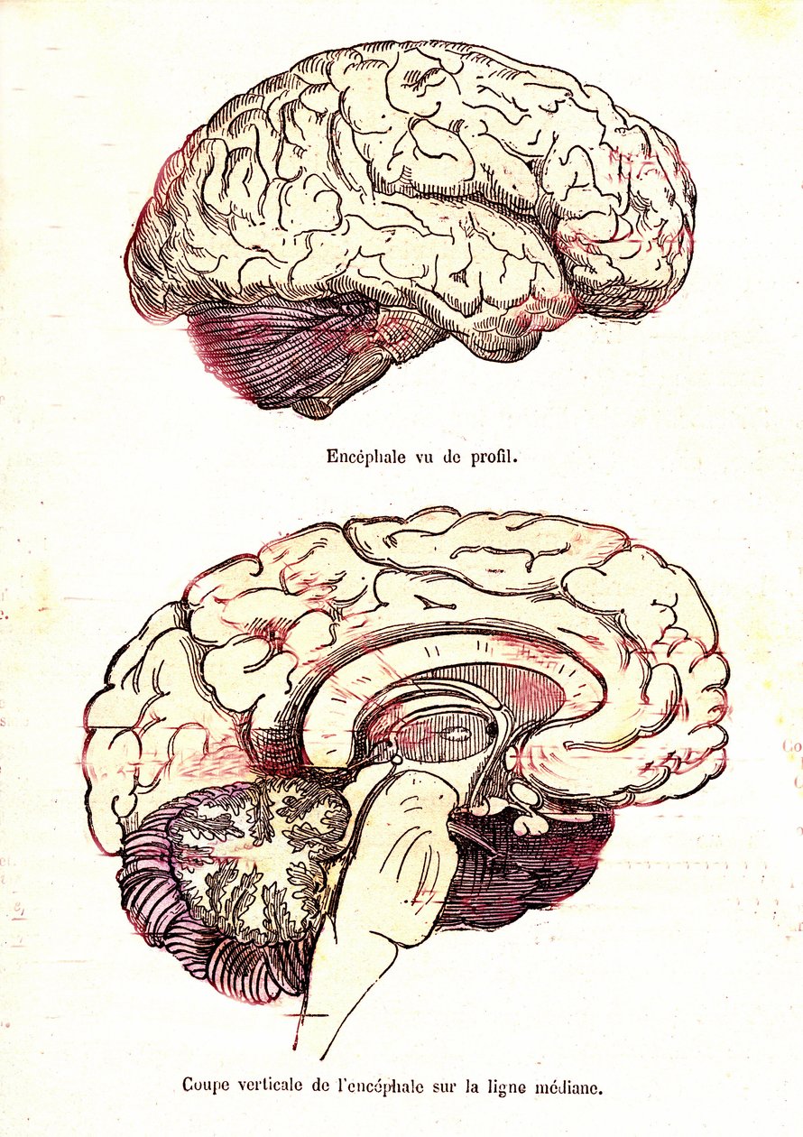 L'ensefalus (J. Rengade'nin normal yaşamı ve sağlığı) - Fig du Top: profil görünümü. Şekil 2: Dikey kesim. Çizim A. Demarle 1881 by Alphonse Demarle