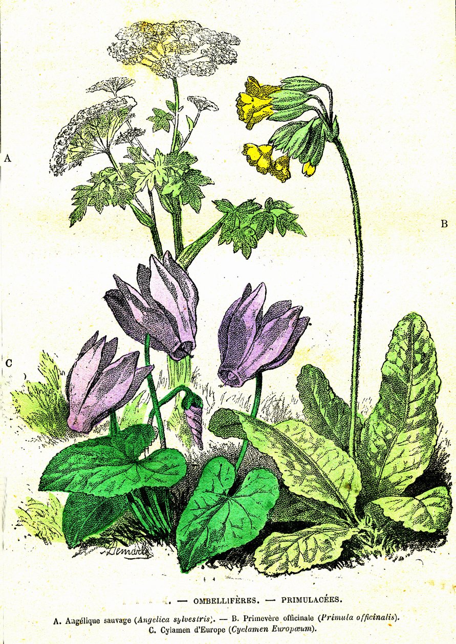 Ombelliferes, Primulacees: Doğal Yaratılış ve Canlılar. A. Demarle tarafından çizim. 1885 by Alphonse Demarle