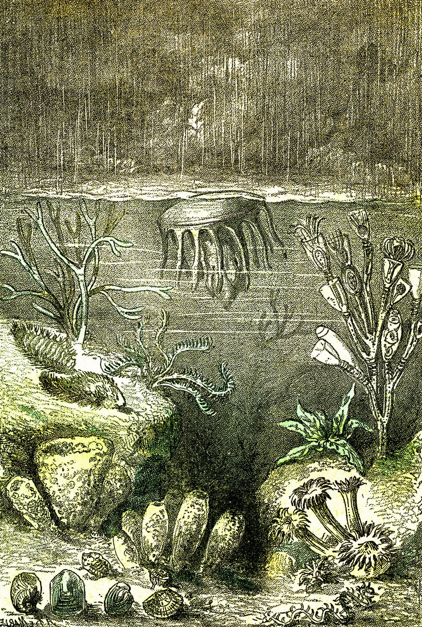 Prehistoire-Terre et Mers: Silüriyen döneminin başlangıcı (J. Rengade. Demarle'nin çizimi. 1885) by Alphonse Demarle
