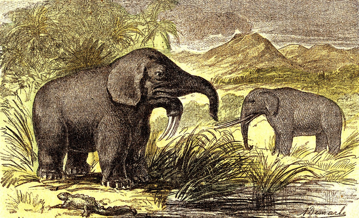 Tarih Öncesi-Miyosen Dönem: Sağdan sola: Dinotherum ve Mastodonte. Doğal Yaratılış ve canlılar. A. Demarle tarafından çizim. 1885 by Alphonse Demarle