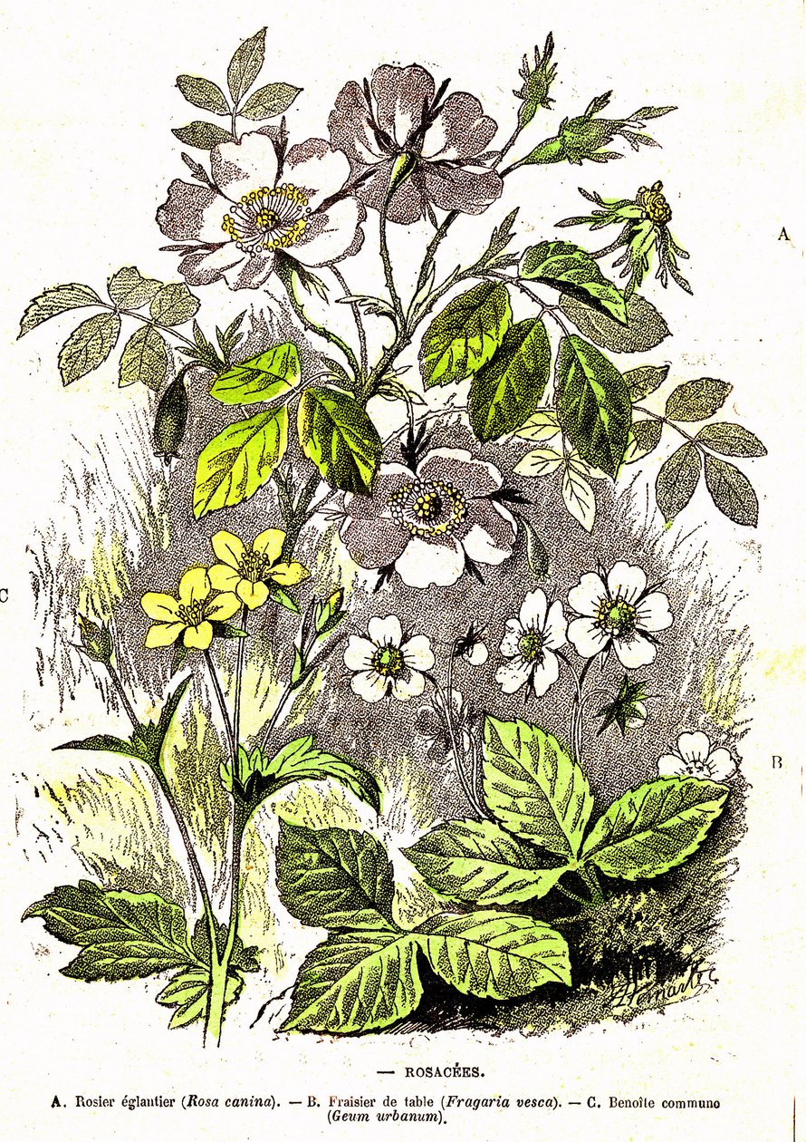 Rosacees - Doğal Yaratılış ve Canlılar: A. Demarle tarafından çizim. 1885 by Alphonse Demarle