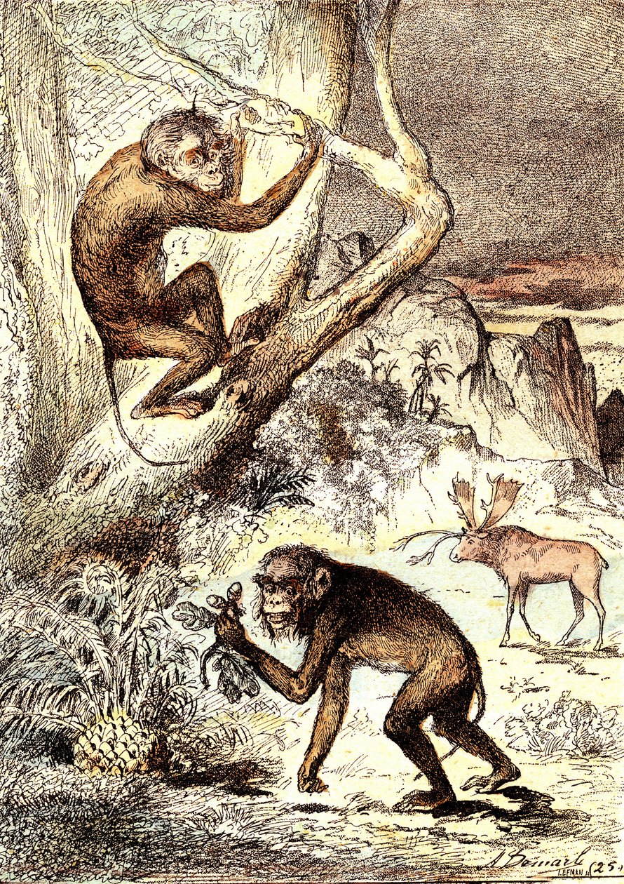 Catarhinian Maymunları (Miyosen Dönemi): Semnopitheques. J. Rengade'nin doğal yaratılışı ve canlıları. Çizim A. Demarle by Alphonse Demarle