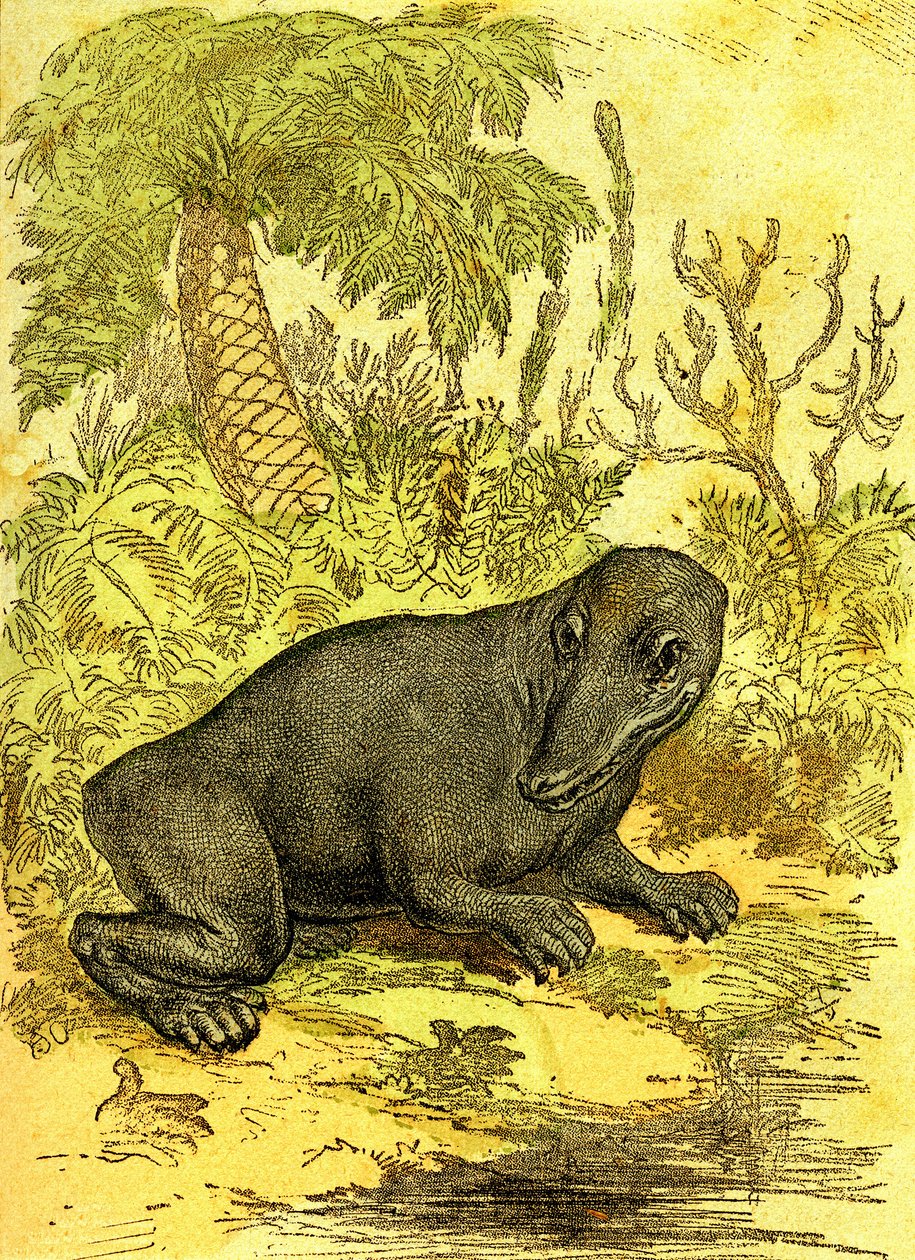 Labyrinthodonte (Amphibie): Kömür döneminin amfibi. Doğal Yaratılış ve Canlılar. Çizim A. Demarle 1885 by Alphonse Demarle