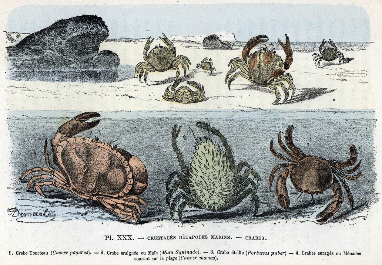 hayvanat kurulu; on bacaklı deniz kabukluları, yengeç (kek, araignee, etrille, menade) (Zoolojik levha: yengeçler) by Alphonse Demarle