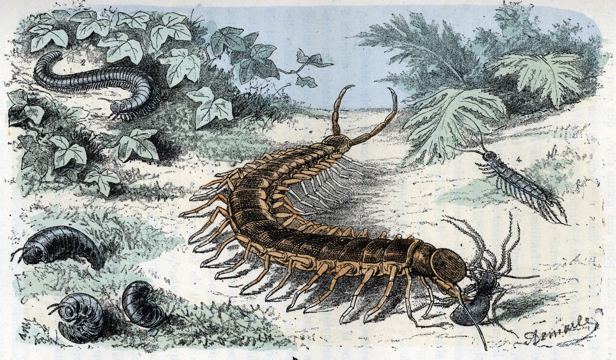 Hayvanat bahçesi haritası: Böcekler Myriapodes (çıyanlar veya kırkayaklar) (Zoolojik levha: Myriapoda) Rengade'nin “Man and Nature” gravürü by Alphonse Demarle