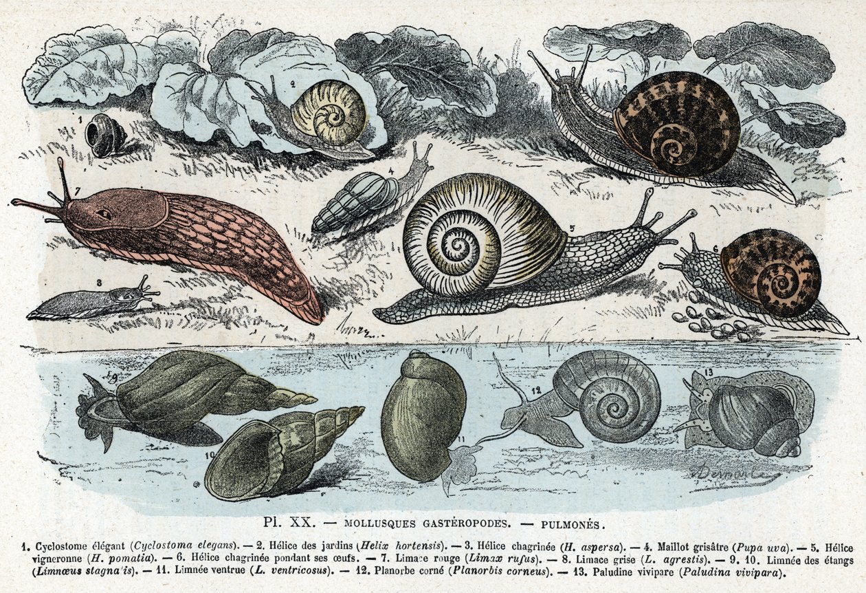Zoolojik harita; gastropodlar yumuşakçalar, akciğerler (siklostoma, bahçe ve keder helisi, kırmızı sümüklü böcek, gri sümüklü böcek, limnee, planorb, paludin...) (Zoolojik levha: Slug, cyclostoma, planorb, limnea gibi gastropod yumuşakçaları) “” L' hom by Alphonse Demarle
