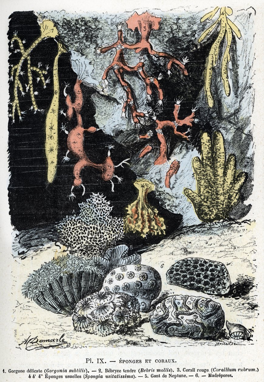 Hayvan haritası: süngerler ve mercanlar (gorgone, bebryce, mercan, süngerler, neptün eldiveni (Zoolojik levha: Deniz süngerleri ve mercanlar) Rengade'nin “” L'homme et la nature”” gravürü by Alphonse Demarle