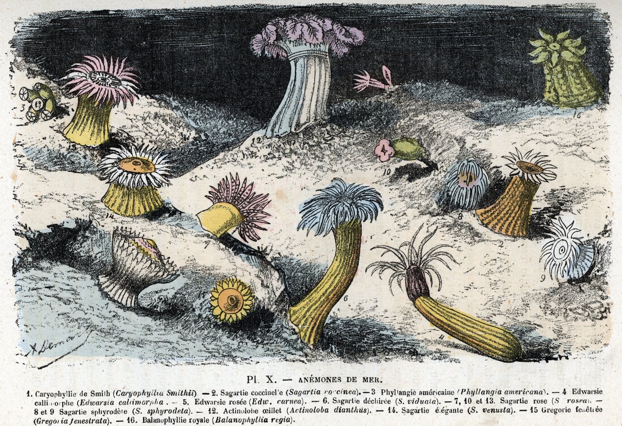 Zoolojik levha: deniz şakayığı (Zoolojik levha: deniz anemonları) Rengade'nin “” L'homme et la nature”” adlı gravürü by Alphonse Demarle