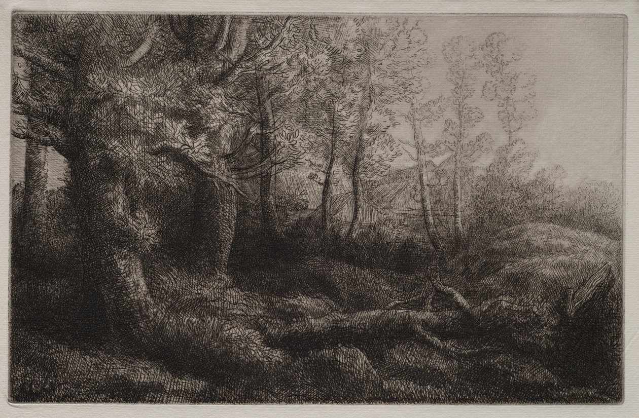 Bir Woodland Çalışması. by Alphonse Legros