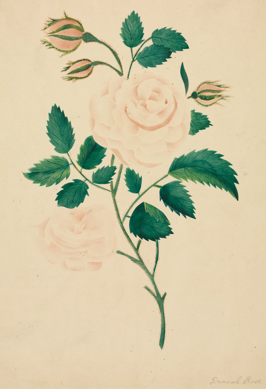  by Altha Mary Nims