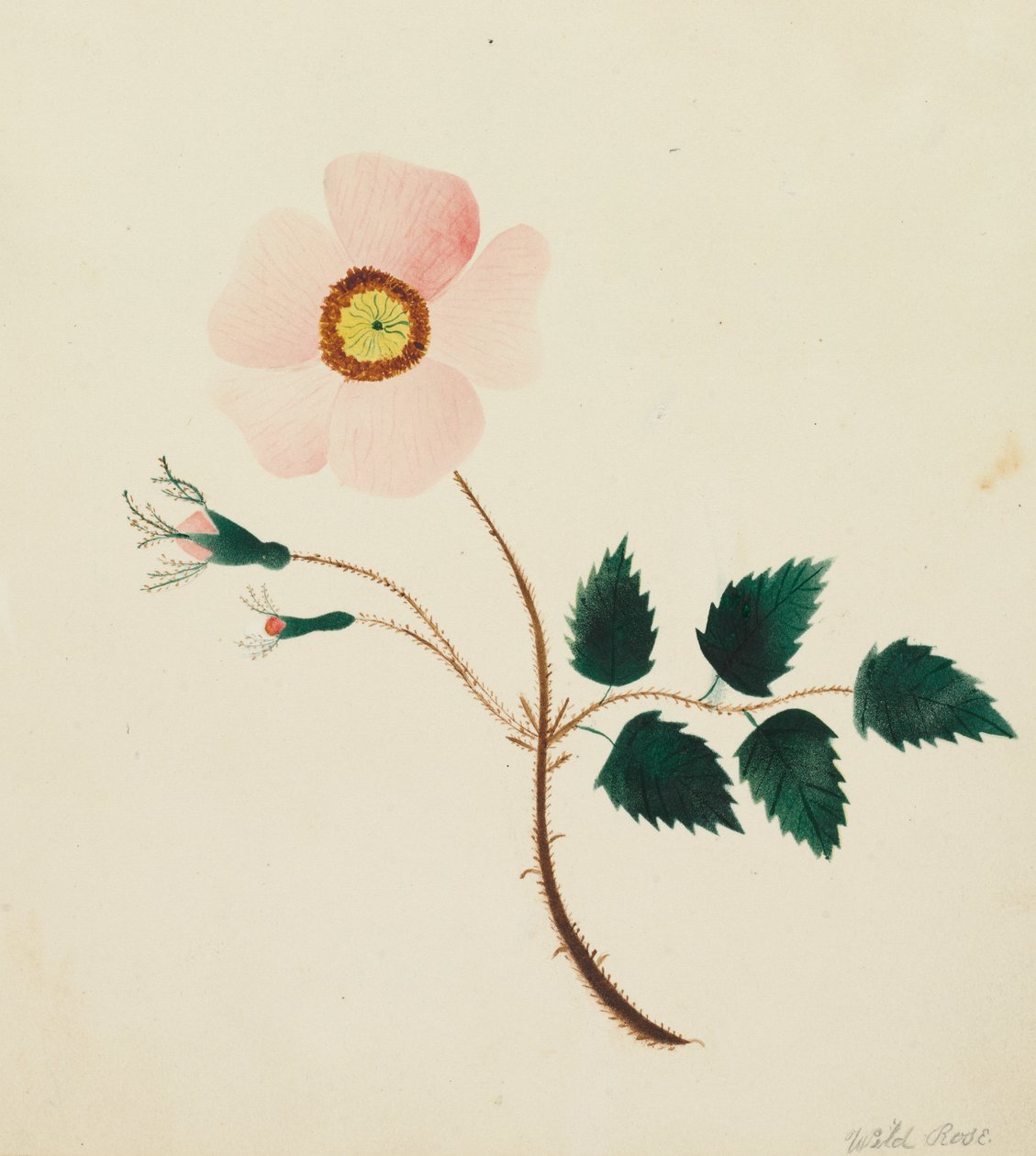  by Altha Mary Nims