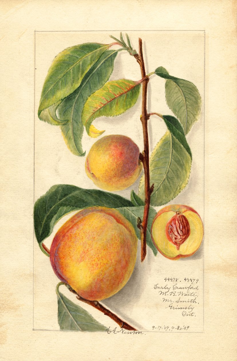 Şeftali (Prunus persica) (suluboya) by Amanda Almira Newton