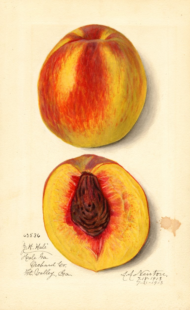 Şeftali (Prunus persica: J.H. Hale) (suluboya) by Amanda Almira Newton
