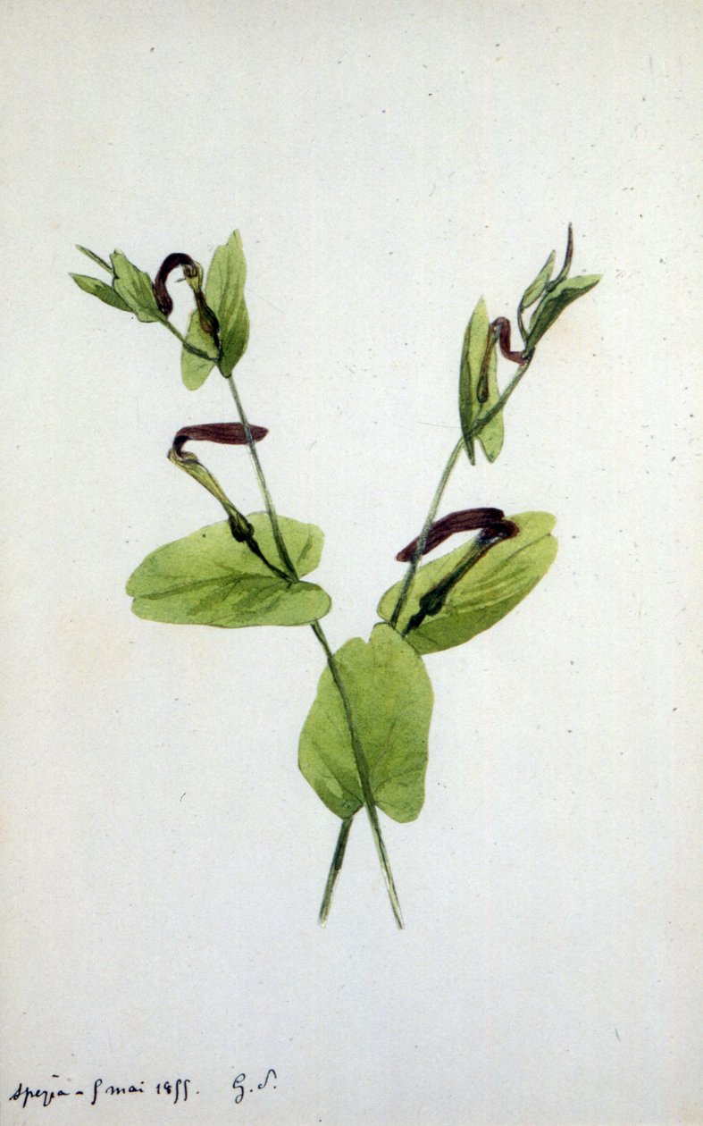 Aristolochia, Aristolochiaceae familyasının büyük bir bitki cinsi (sulu boya) by Amantine Dupin