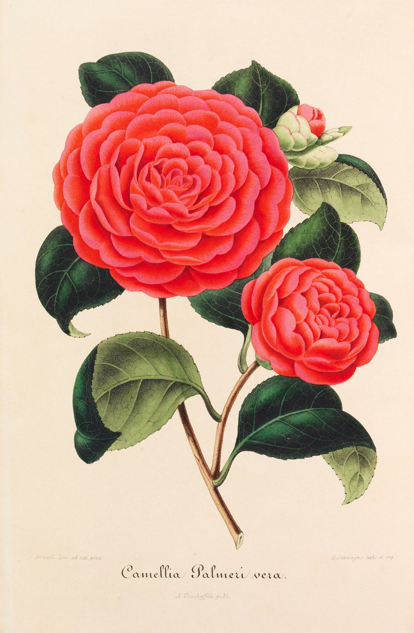 Camellias