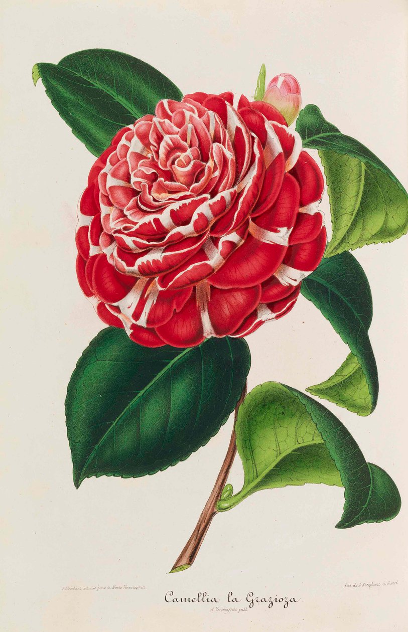 Camellias
