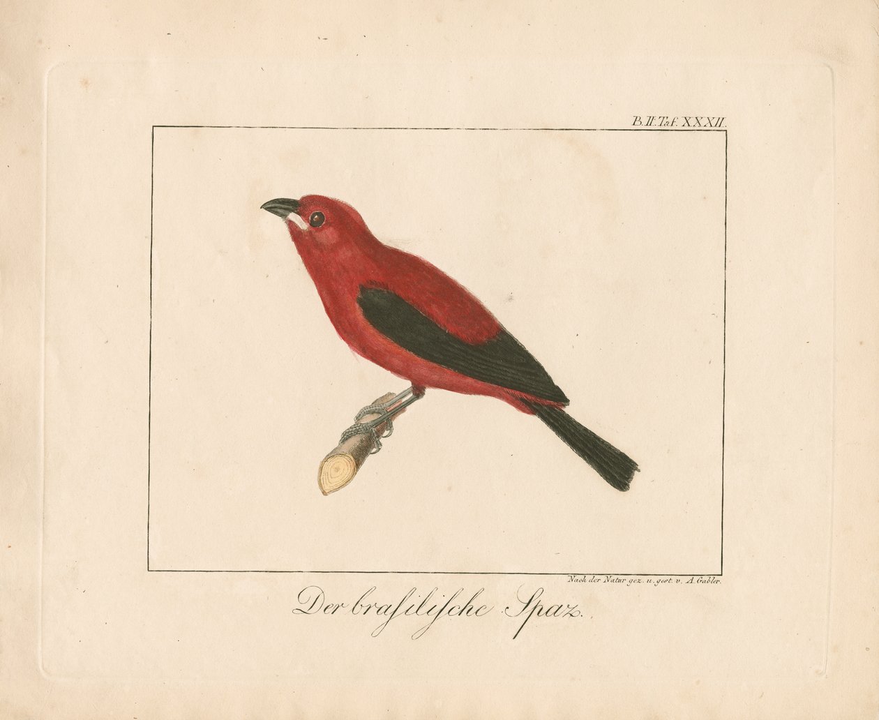 Brezilya İspinozu (elle renklendirilmiş bakır levha gravür) by Ambrosius Gabler