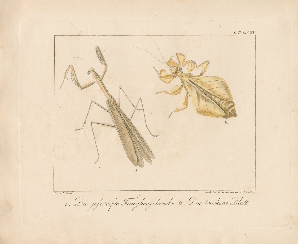  by Ambrosius Gabler