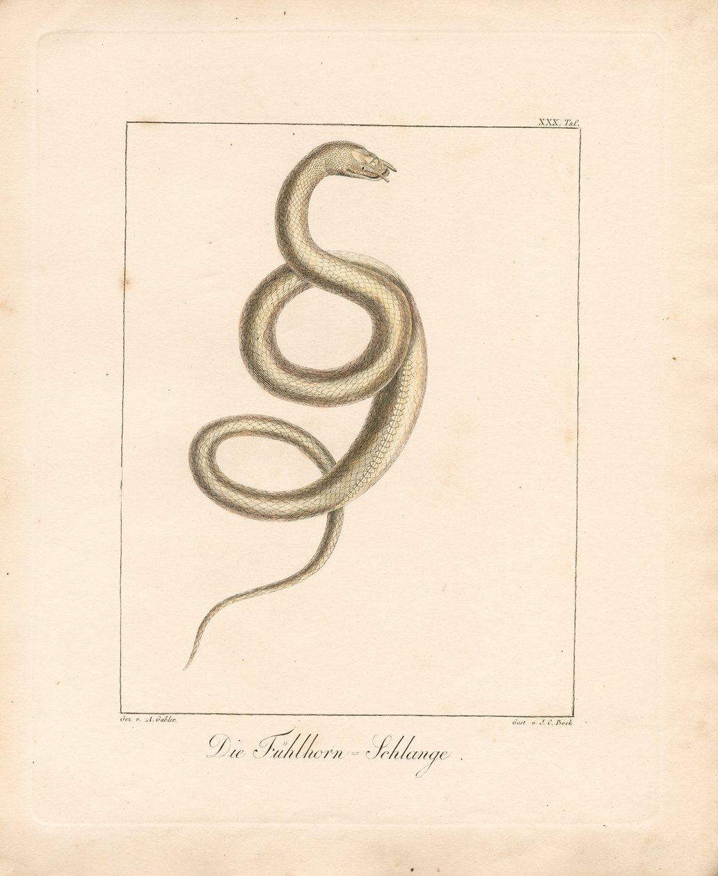  by Ambrosius Gabler