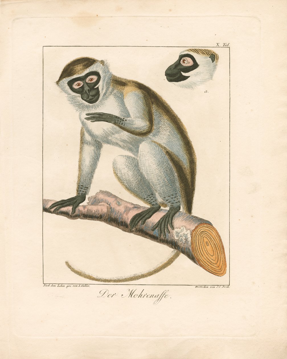 Moor Maymunu (elle renklendirilmiş bakır gravür) by Ambrosius Gabler