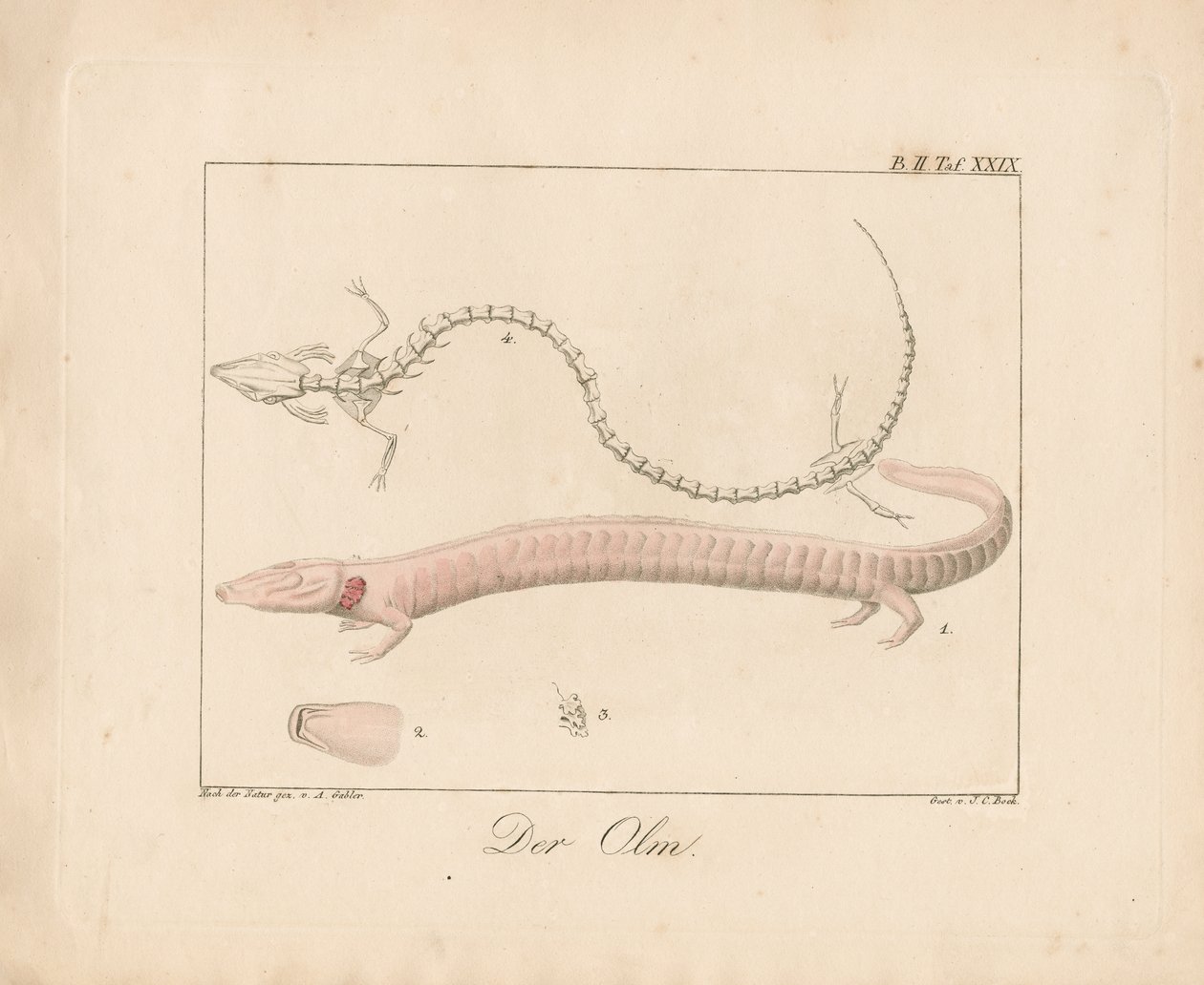 Olm (elle boyanmış taş baskı) by Ambrosius Gabler