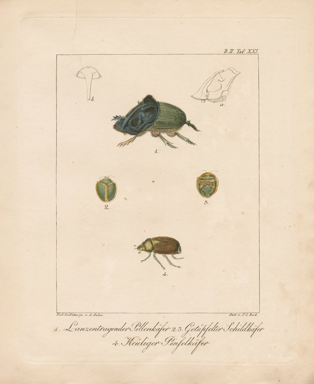 Çeşitli Böcek Türleri (elle renklendirilmiş bakır levha gravür) by Ambrosius Gabler