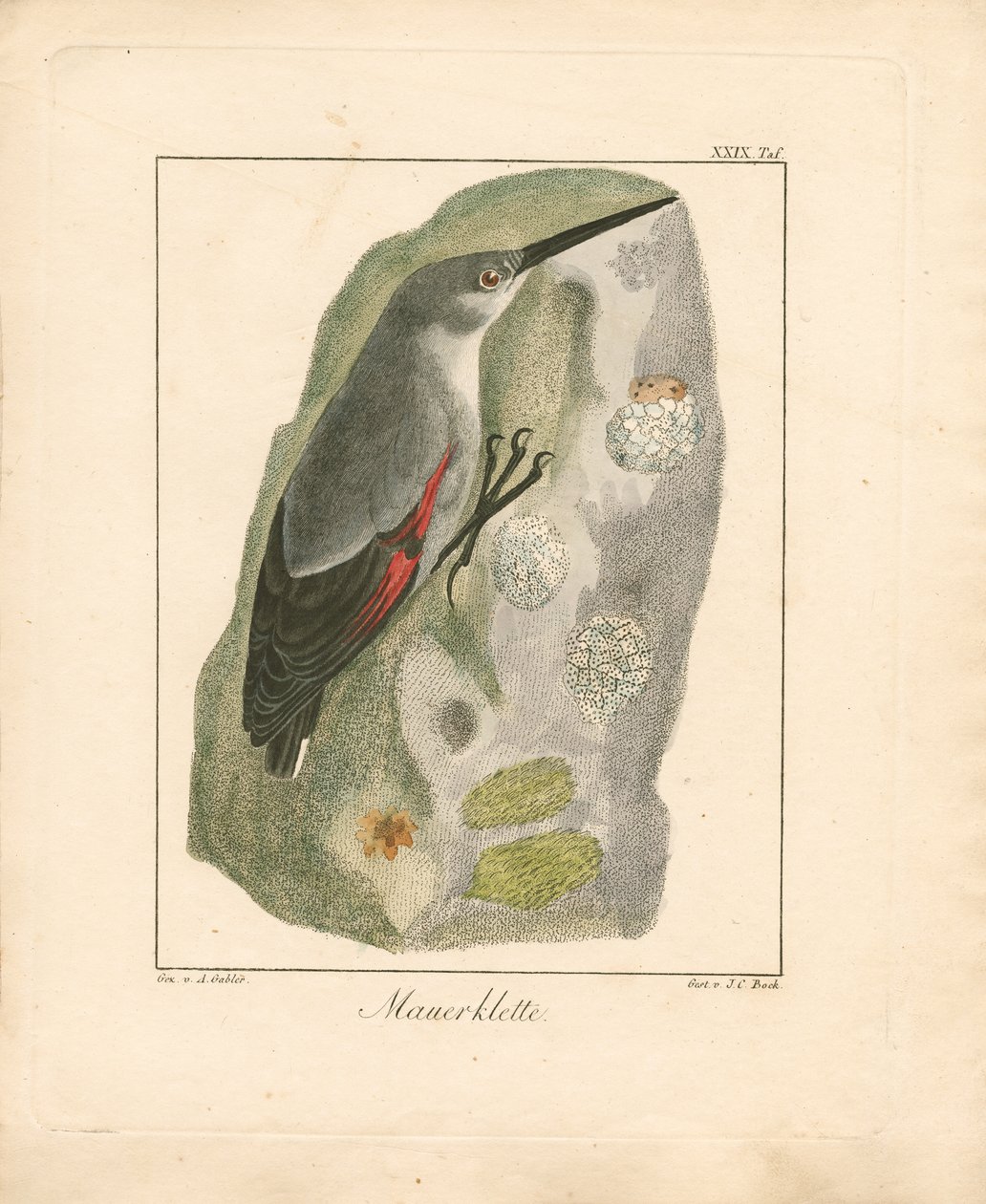 Wallcreeper (elle renklendirilmiş bakır levha gravür) by Ambrosius Gabler
