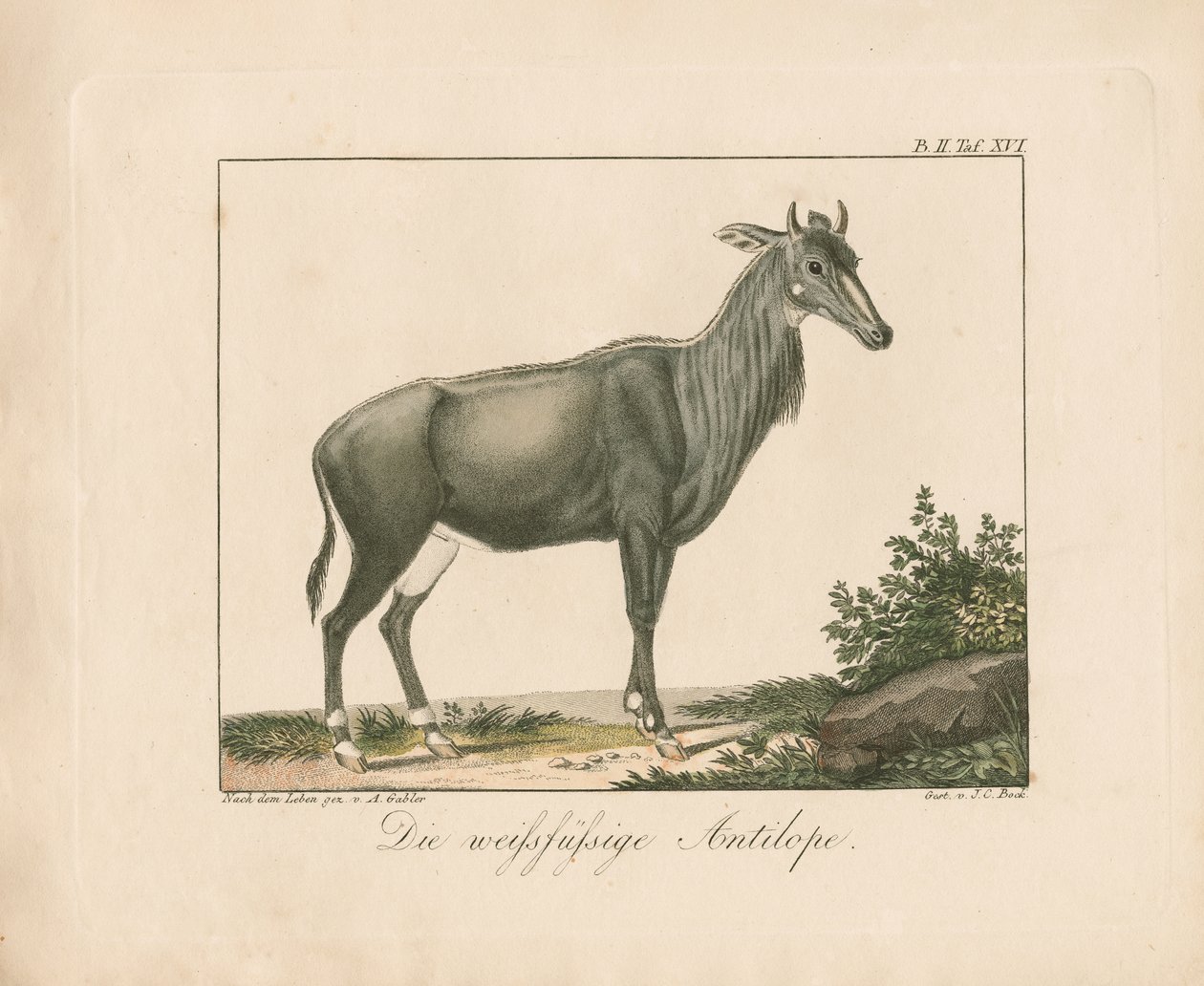 Beyaz Ayaklı Antilop (elle renklendirilmiş bakır levha gravür) by Ambrosius Gabler