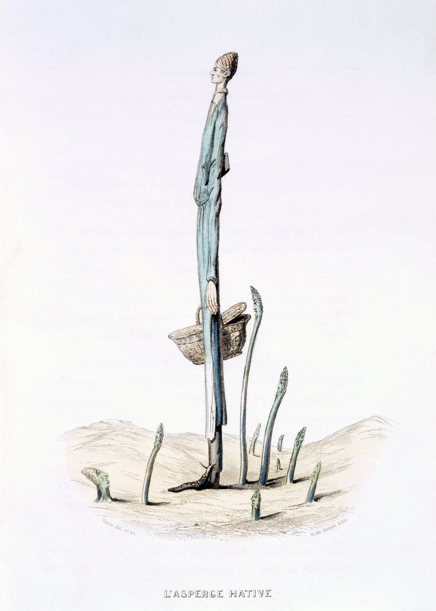 The Hasty Kuşkonmaz, Eugene Nus ve Meray Antoine tarafından 'L'Empire des Legumes, Memoires de Curcurbitus'dan, 1851 (renkli gravür) by Amedee Varin