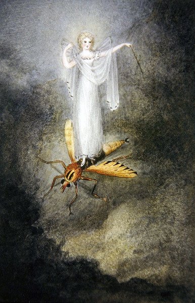 Güve Perisi, c.1860 (suluboya, tükenmez kalem ve siyah mürekkep) by Amelia Jane Murray