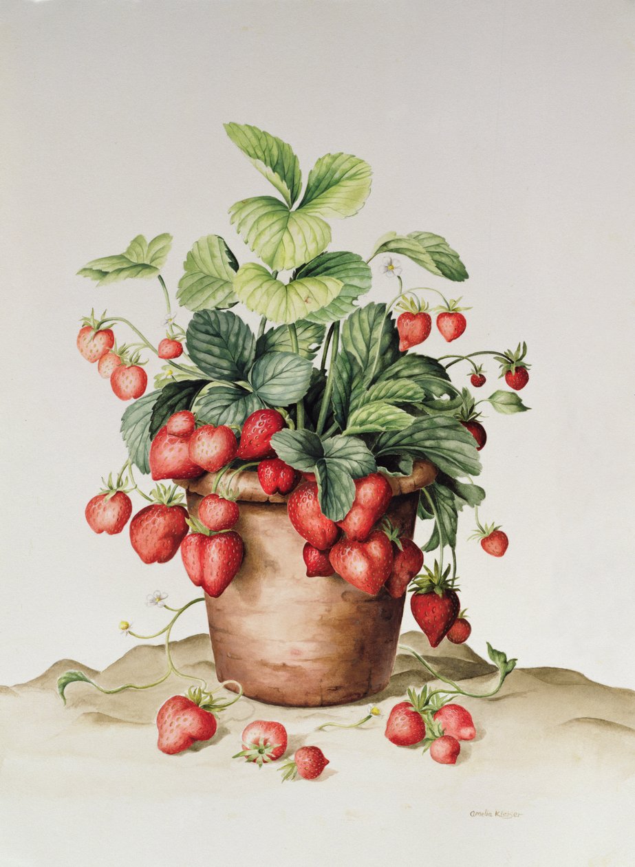 Saksıda çilek, 1998 (kağıt üzerinde wc) by Amelia Kleiser