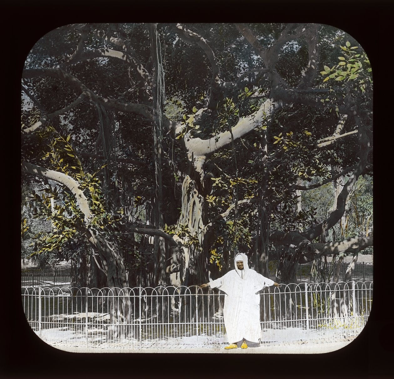 Mısır - Banyan Ağacı, Esbekiyeh Place, Kahire (fener kaydırağı) by American Photographer