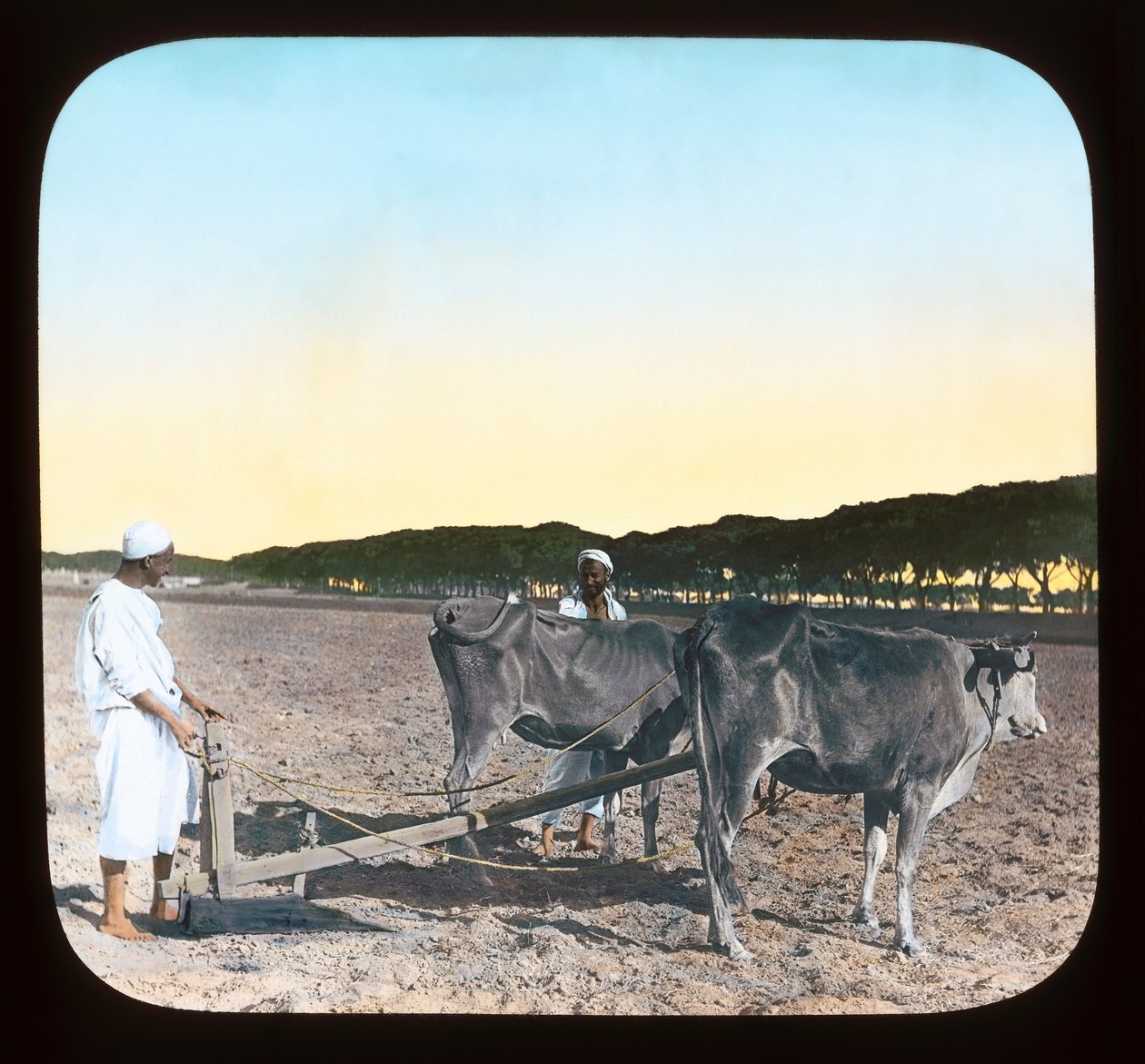 Mısır - Çiftçilik yapan erkekler (fener kaydırağı) by American Photographer