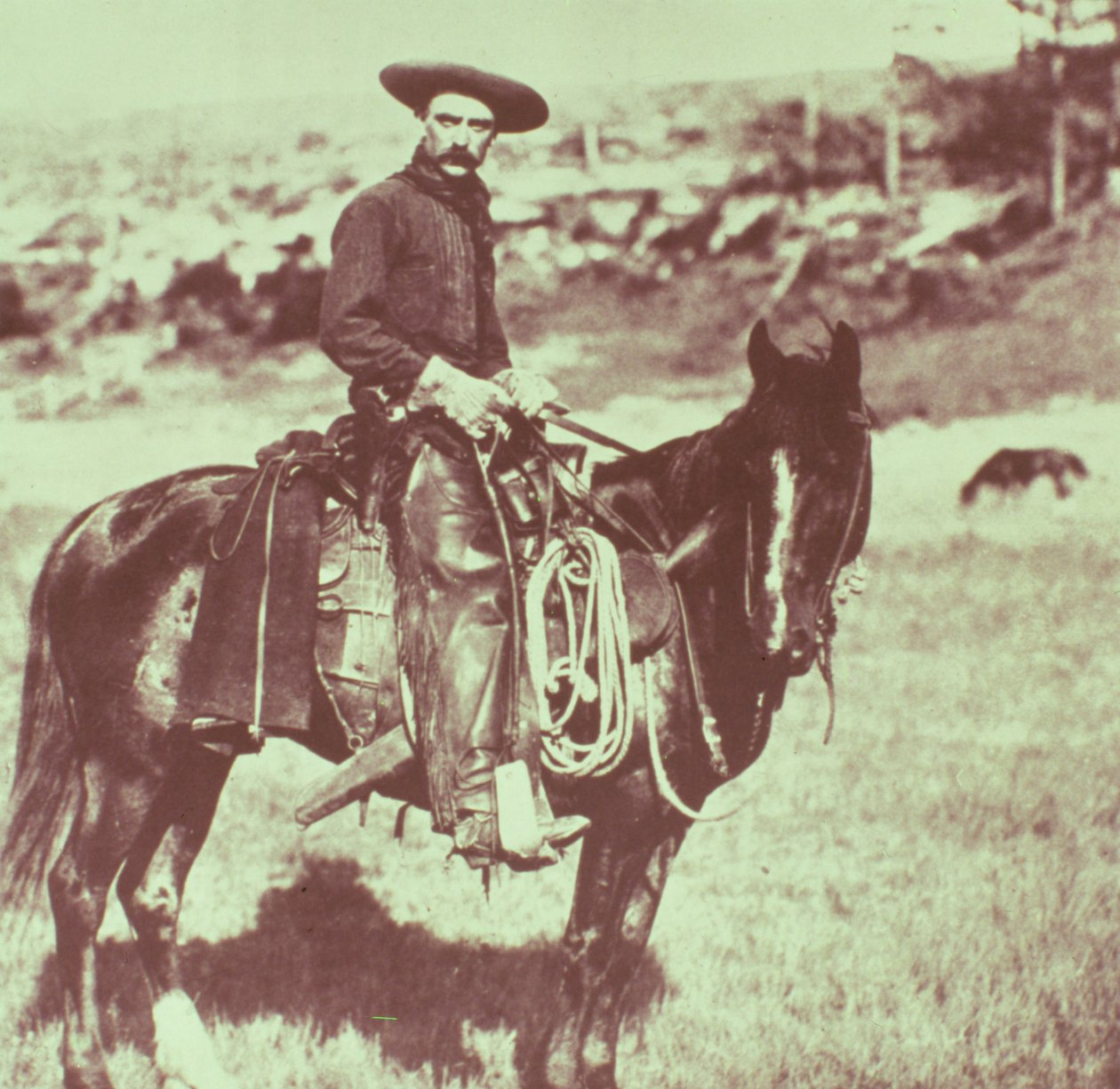 Montana Kovboy, 1880 dolayları by American Photographer