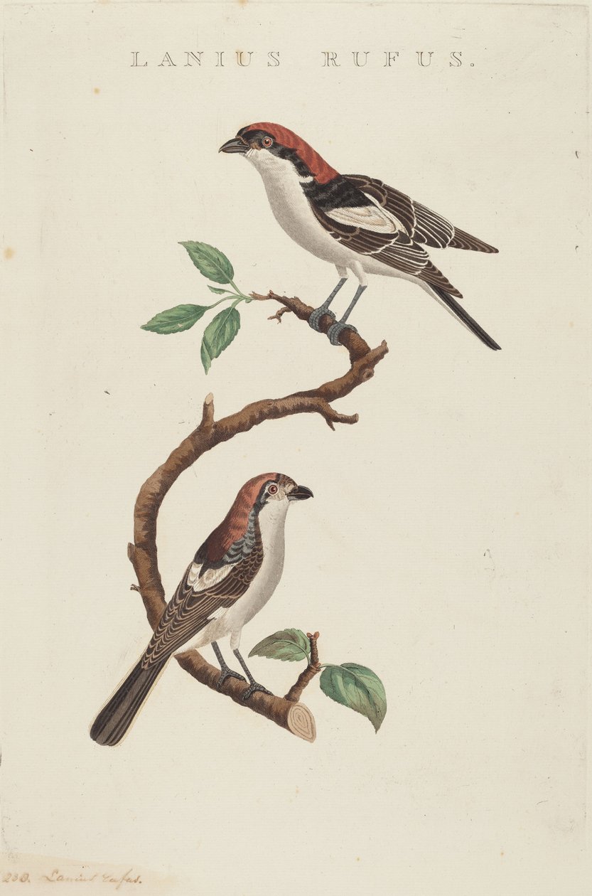 kırmızı kasap by American 19th Century