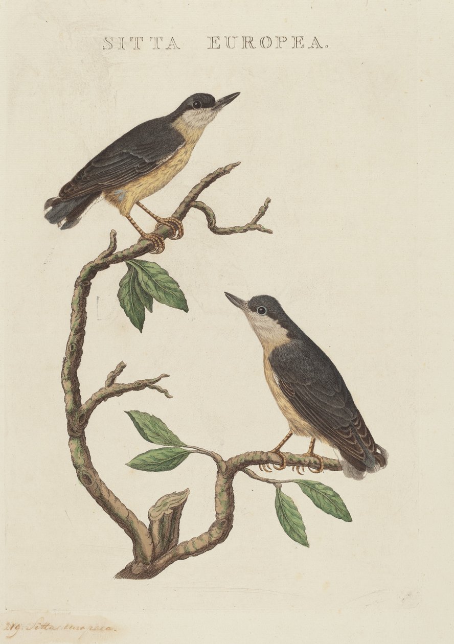 sitta avrupa by American 19th Century
