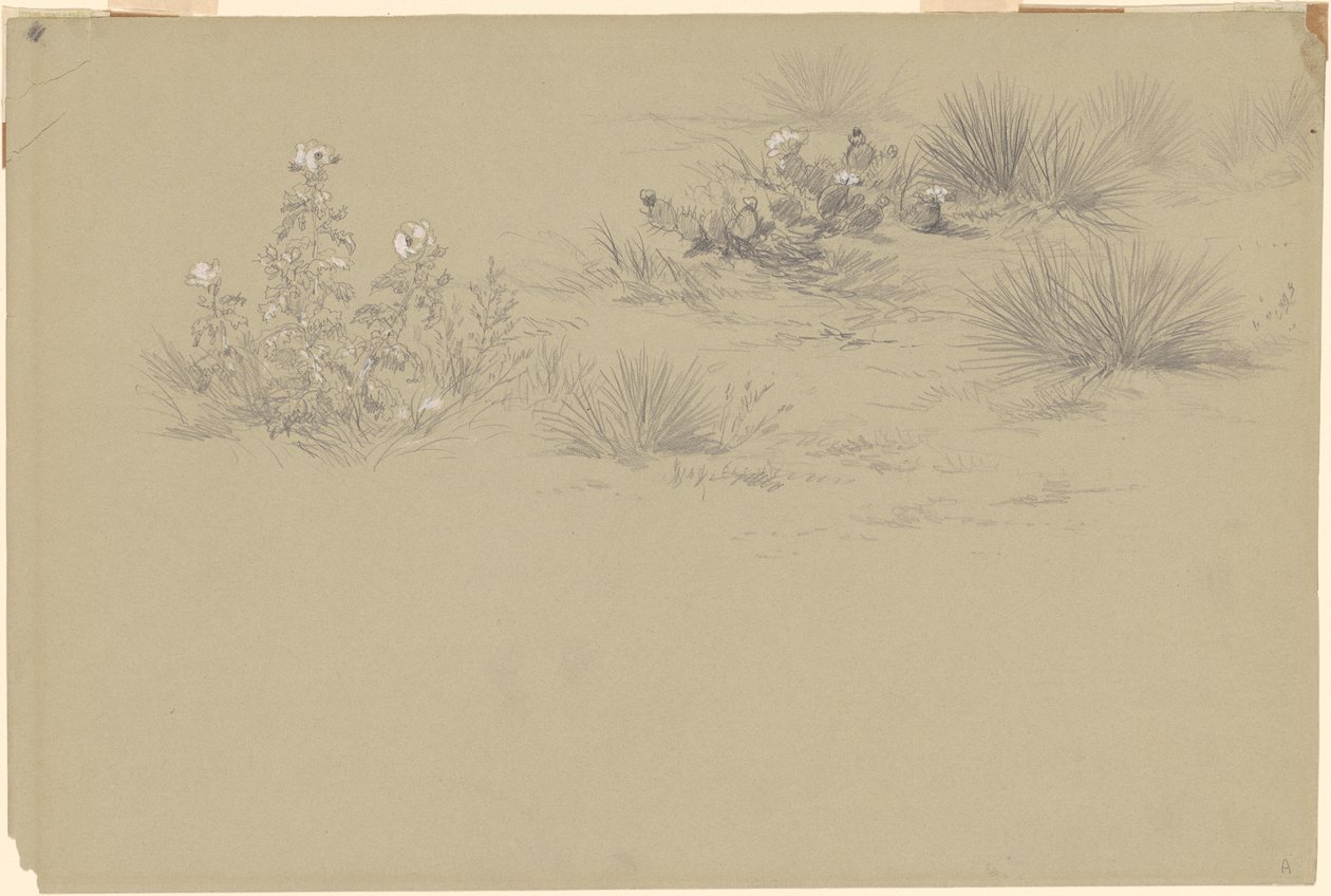 Çiçekli Çalı ve Çöl Bitkileri by American 19th Century after John Frederick Kensett