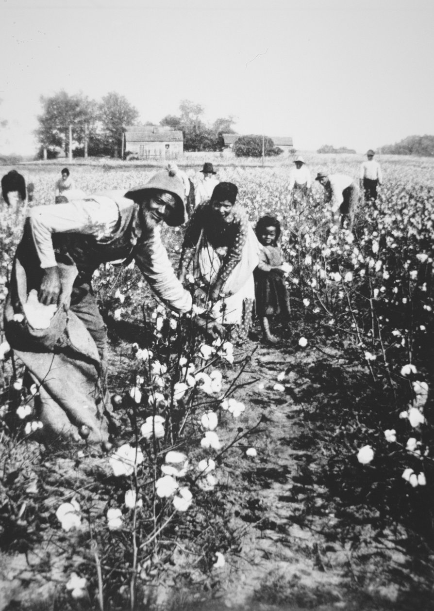 Siyah pamuk toplayıcılar, c.1900 (s/b fotoğraf) by American Photographer