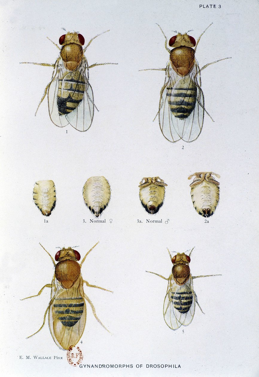 Abeilles - “” Drosophila melanogaster genetiğine katkılar””, Thomas H. Morgan by American School