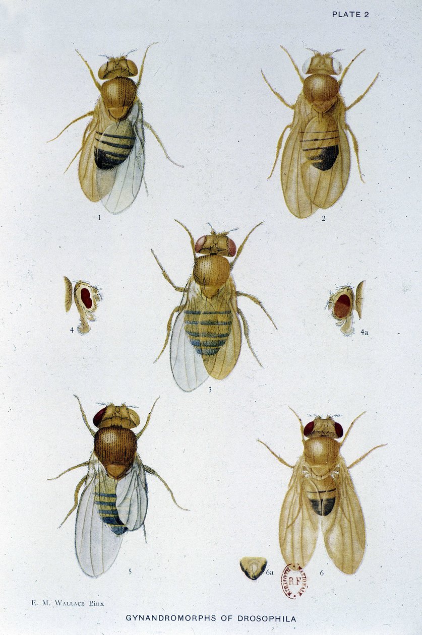 Abeilles - “” Drosophila melanogaster genetiğine katkılar””, Thomas H. Morgan by American School