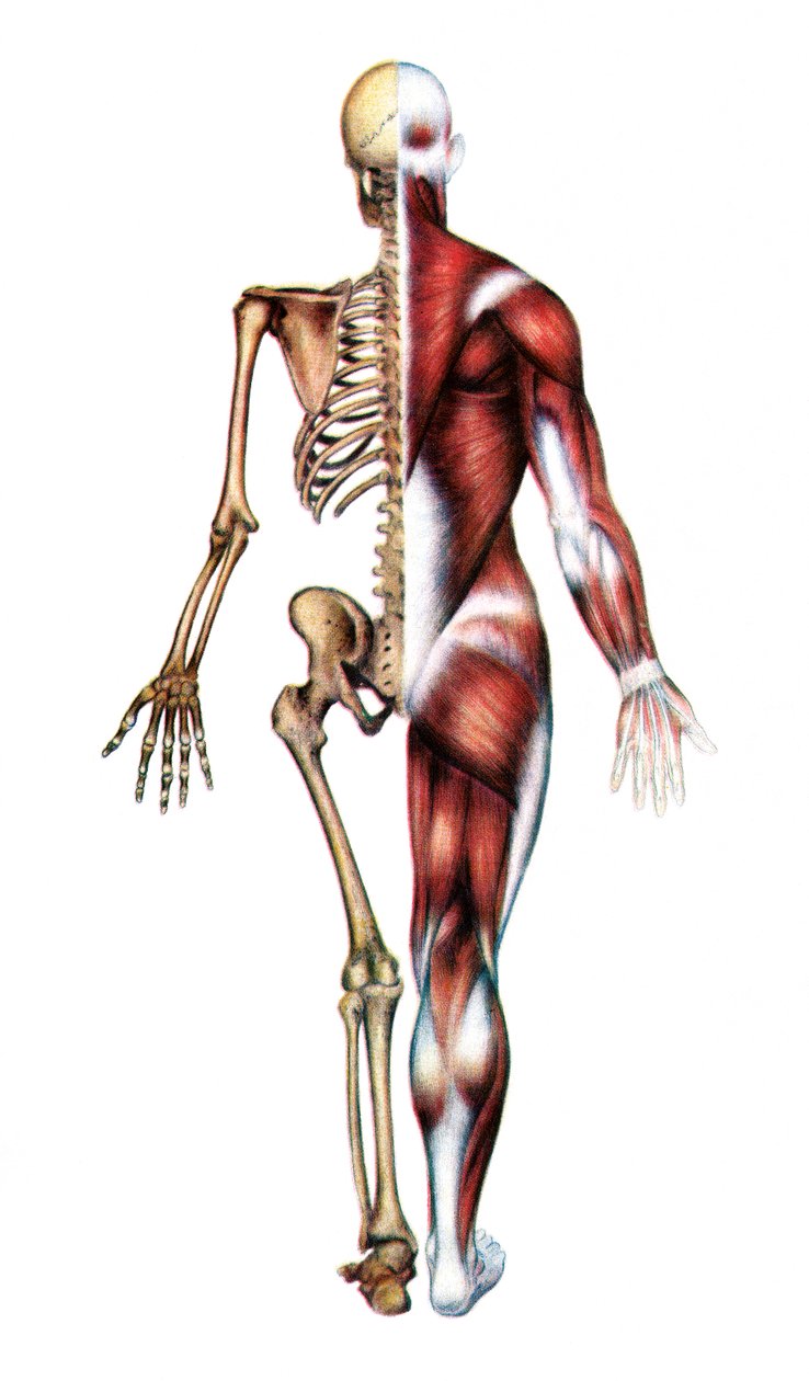 İnsan İskeleti ve Kaslarının Anatomik Baskısı by American School