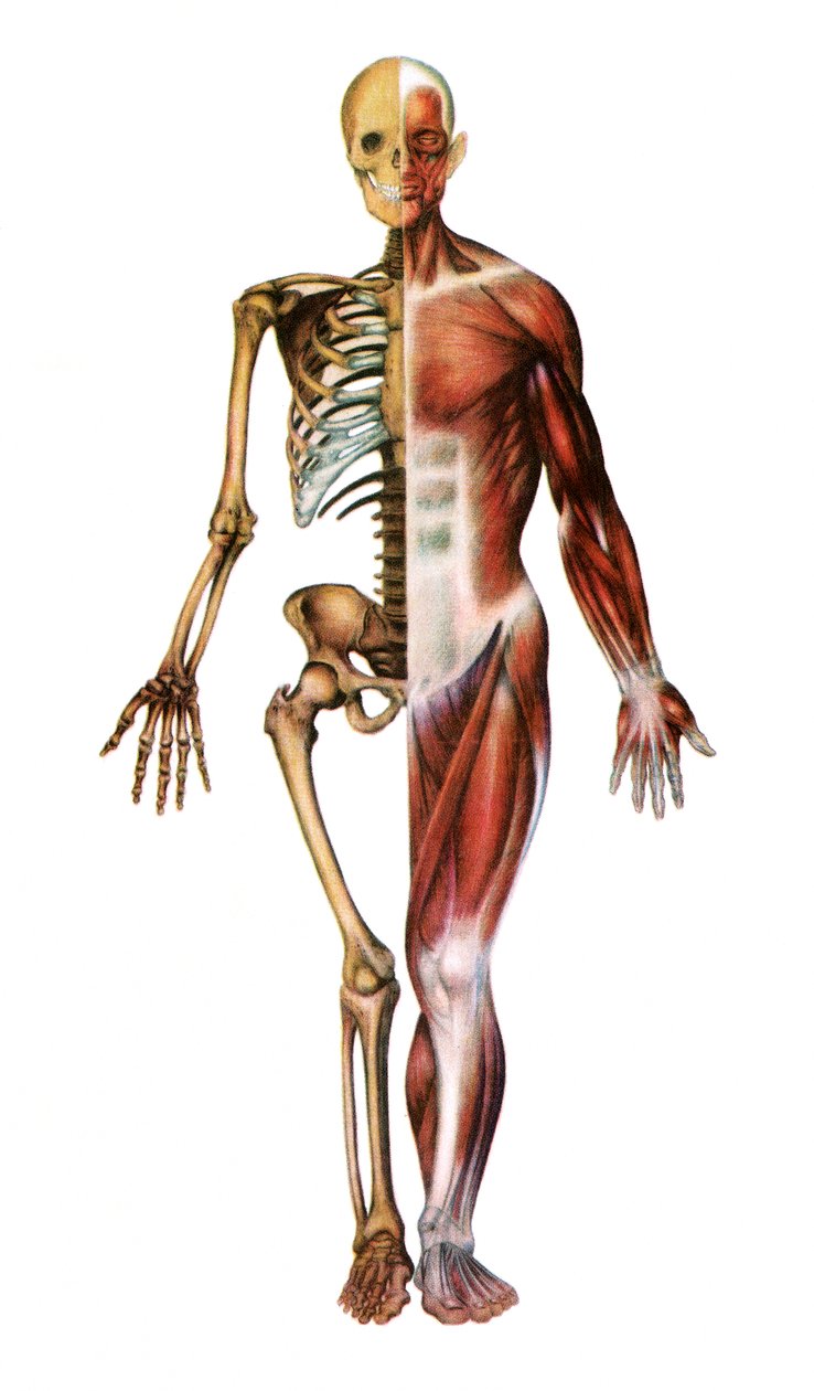 İnsan İskeleti ve Kaslarının Anatomik Baskısı by American School