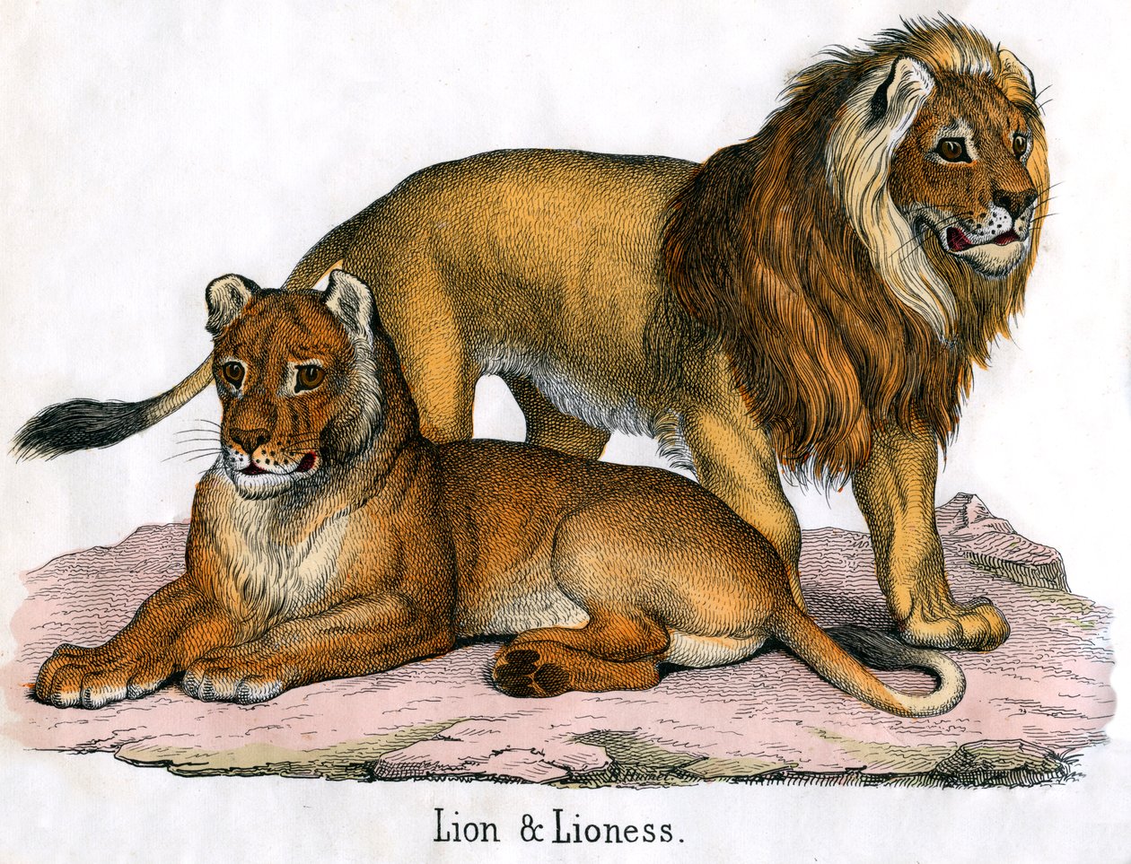 Aslan ve Dişi Aslan Antika Baskı by American School