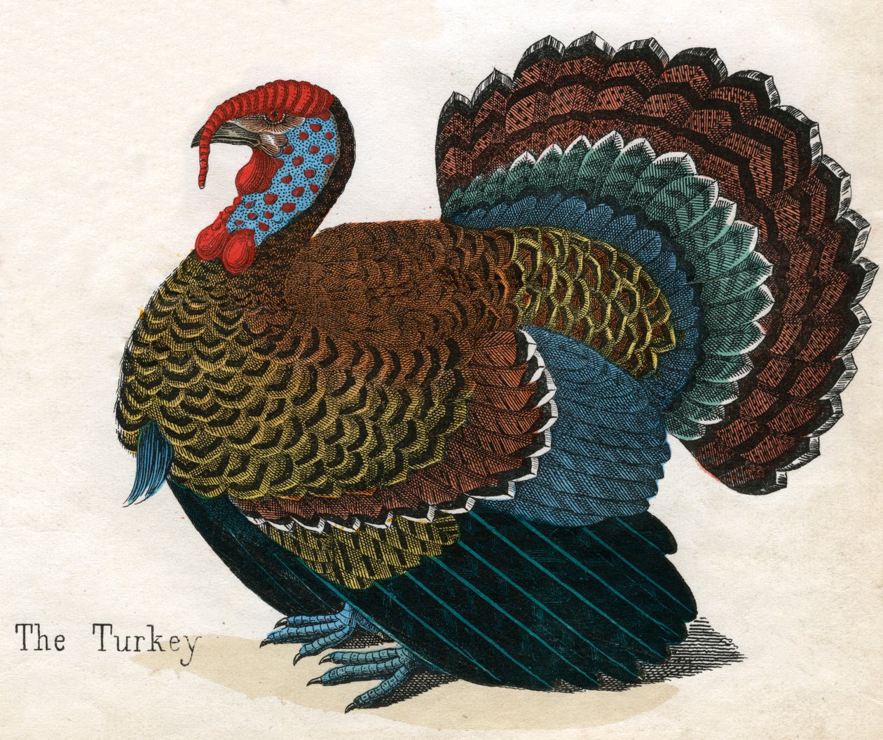 Bir Türkiye