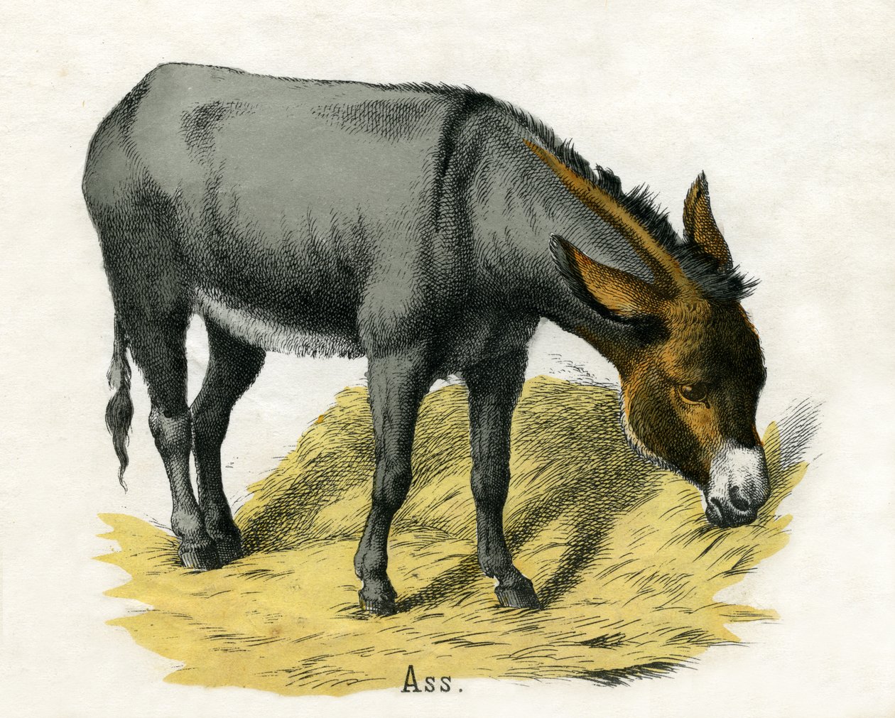 Eşek, Hayvanların Doğal Tarihinden by American School